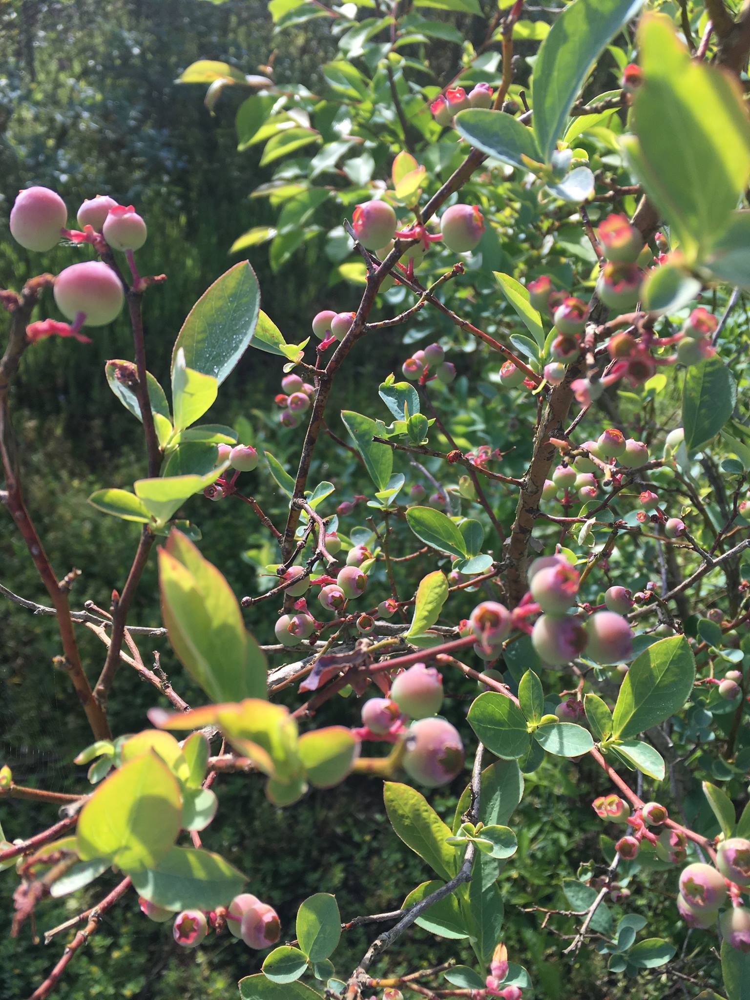 Close-up of blueberry bush branches featuring unripe blueberries and vibrant green leaves in a natural setting, highlighting the growth stage of the fruit.