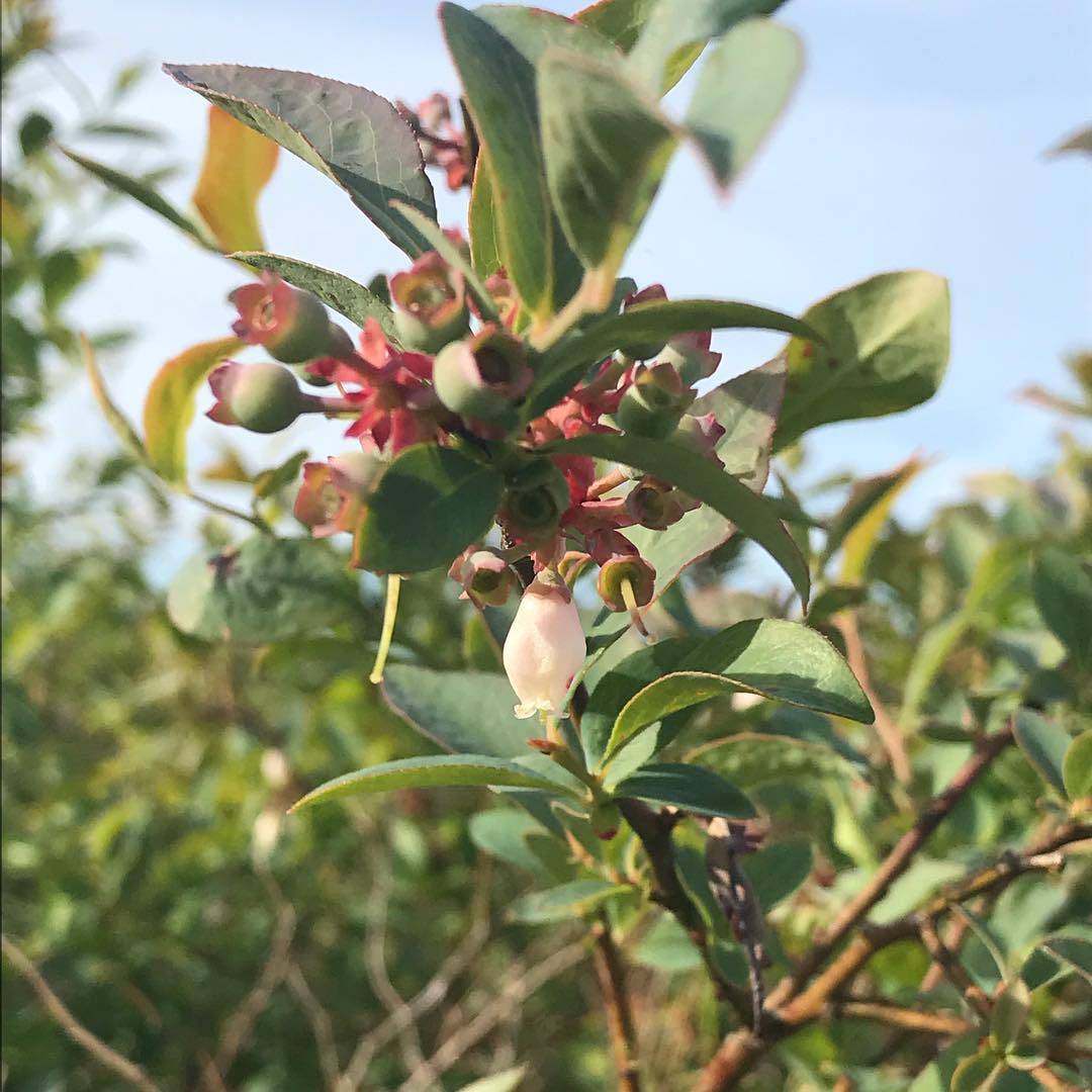 Close-up of blueberry plant flowers and developing fruit, showcasing green buds and delicate white blooms against lush green leaves, ideal for gardening and horticulture enthusiasts.